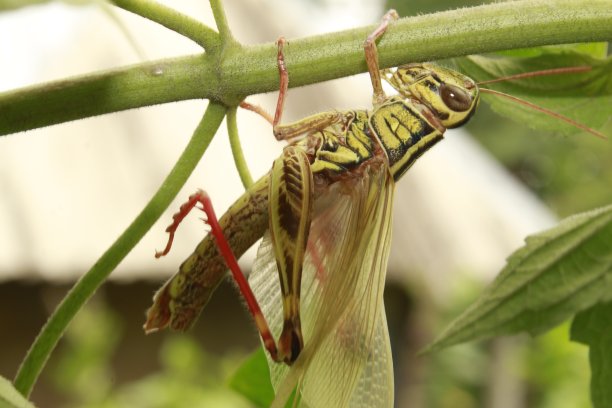 新生的蚱蜢图片下载