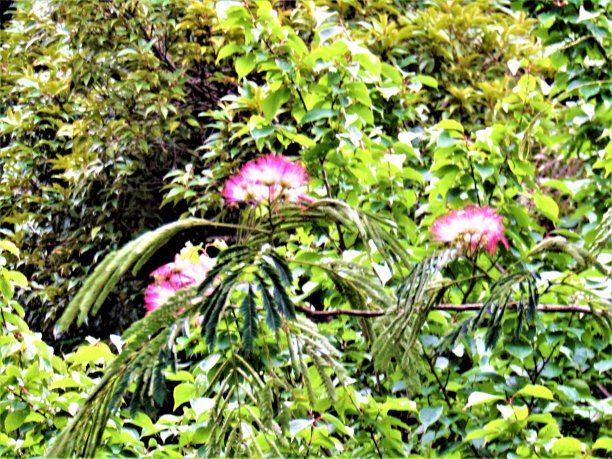 雨后含羞草树图片下载