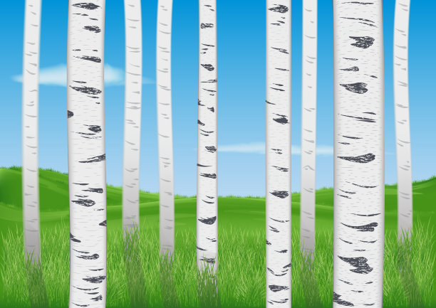 透过年轻白桦树逼真的树干看到的绿色草地。蓝天少云。农村景观素材图片