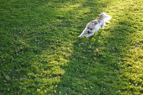 草地上的小狗向观众跑去图片下载