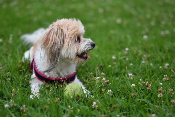 草地上戴着挽具的小狗拿着网球看别处图片下载