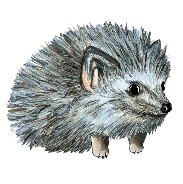 手画可爱的卡通小刺猬图片下载