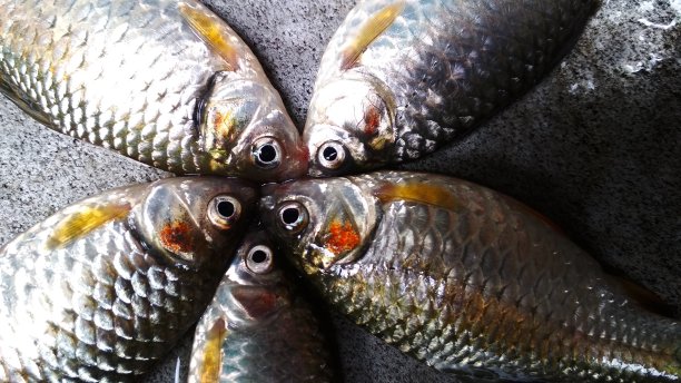 小的鱼图片下载