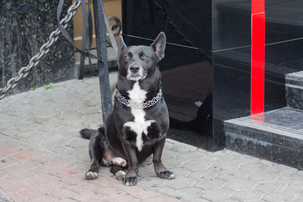 牵着狗绳的狗在等着主人。宠物图片下载