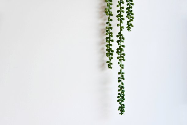 白色背景上的树。图片下载