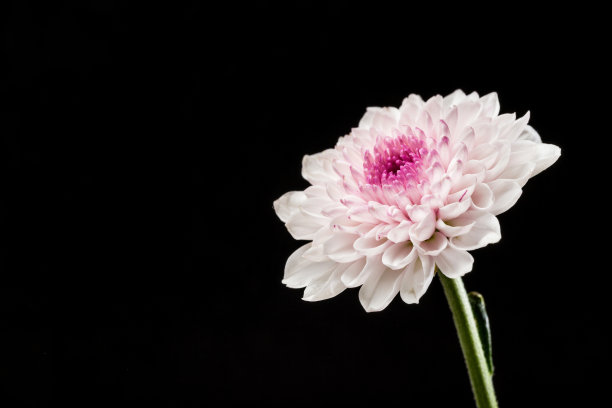 美丽盛开的菊花图片下载