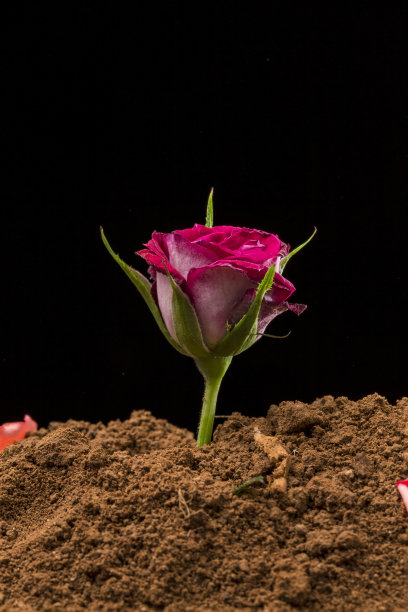 土壤中的花朵图片下载