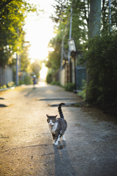 日落时分小巷里的虎斑猫图片下载