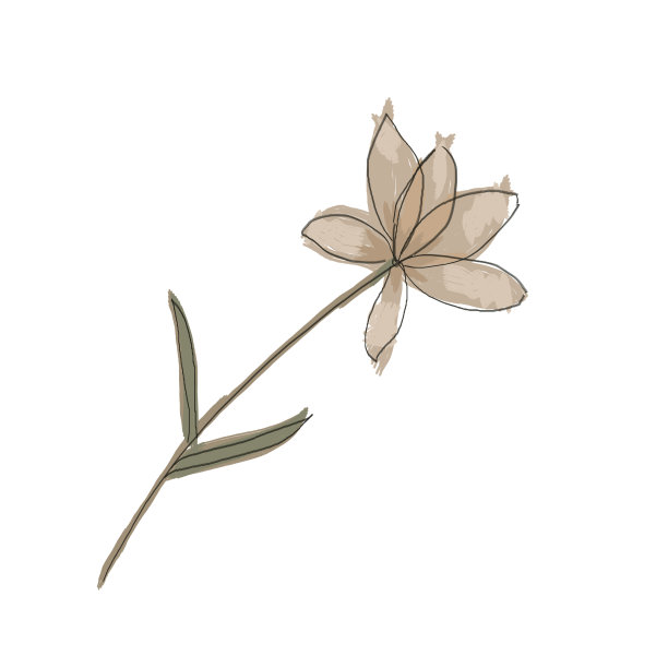 图花植物。孤立在白色背景上。图片下载