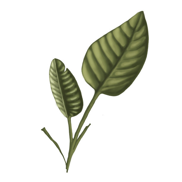 图花植物。孤立在白色背景上。图片下载