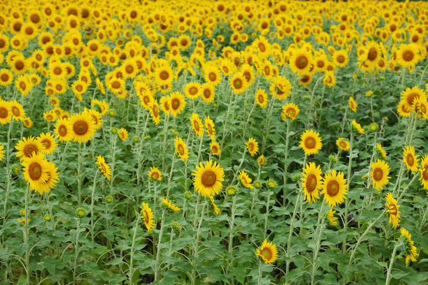 向日葵田图片下载