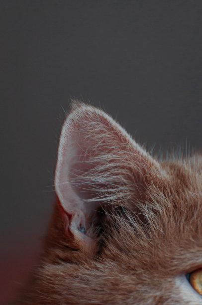 波斯猫的耳朵，猫的耳朵图片下载