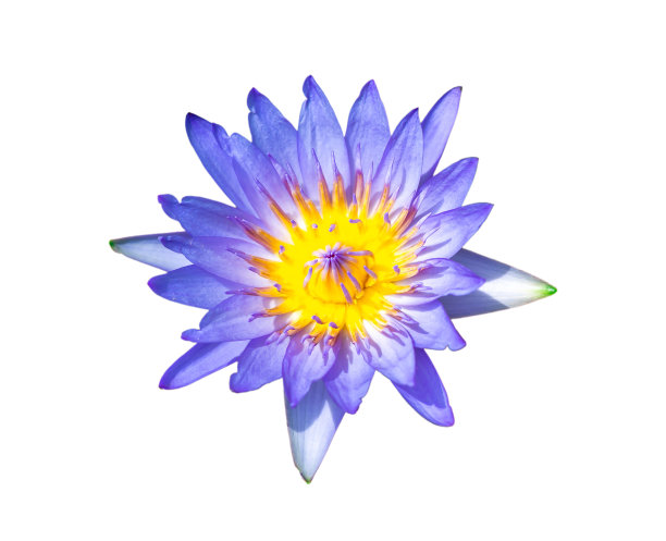 蓝百合水或荷花在盆里很新鲜图片下载