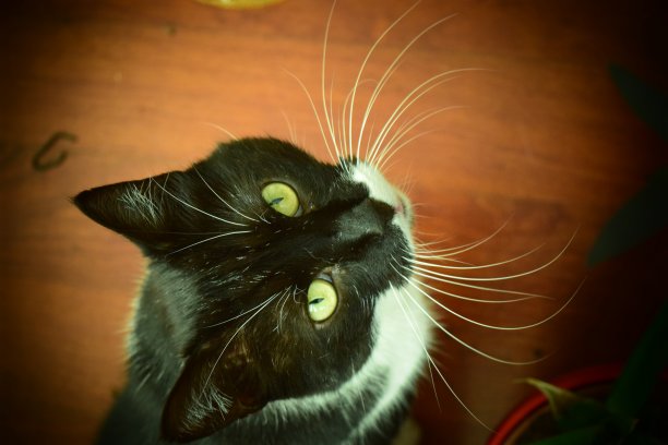 我的猫图片下载