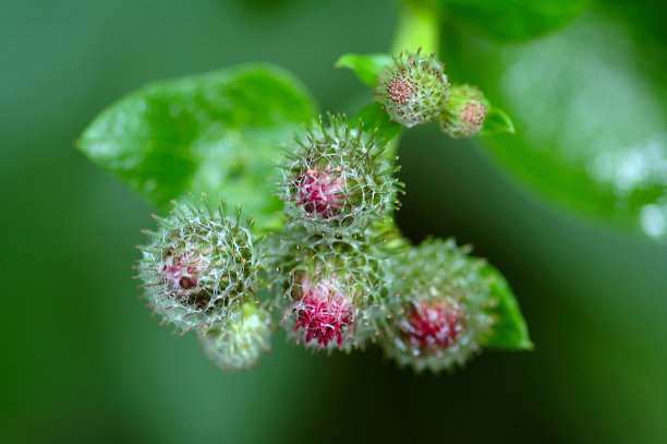 盛开的甲壳虫图片下载