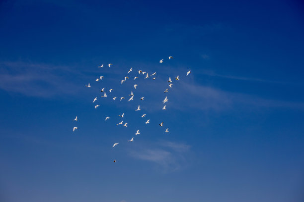 天空中的鸟图片下载