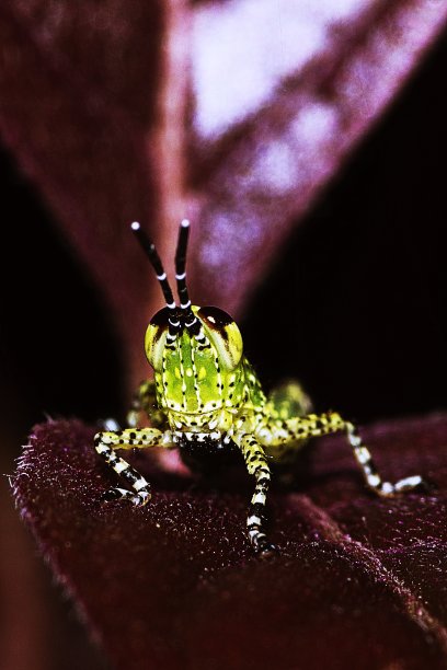 蚱蜢在树叶上看着相机。图片下载