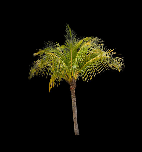 在黑色背景上孤立的椰子树图片下载