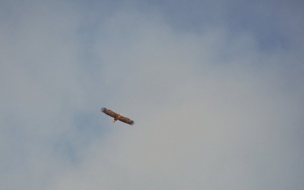 飞行的白尾鹰- 1图片下载