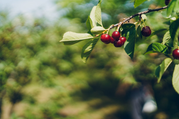 樱桃树特写图片下载