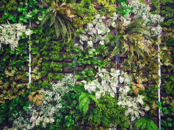 垂直花园图片下载