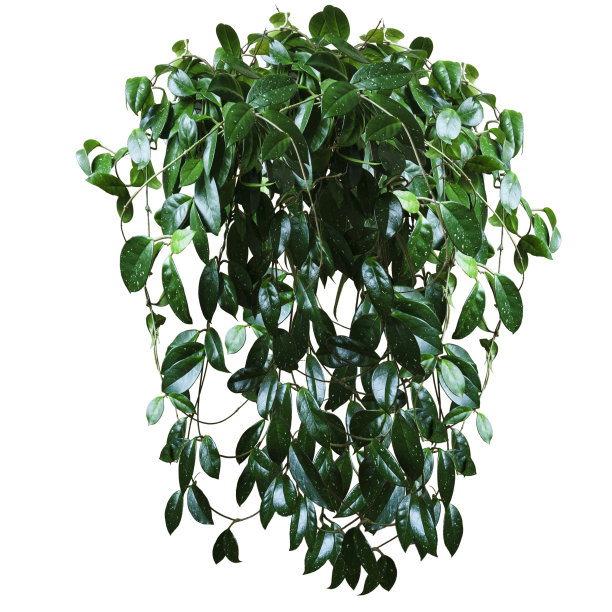 室内植物，藤本植物，霍亚孤立在白色背景图片下载