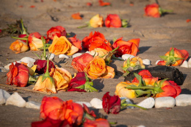 沙滩上的玫瑰图片下载