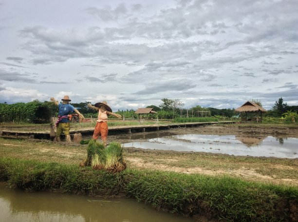 稻草人男人和女人一起站在稻田里耕作季节图片下载