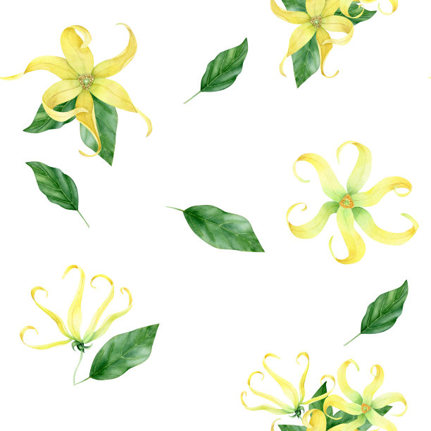 水彩依兰依兰收藏图片下载