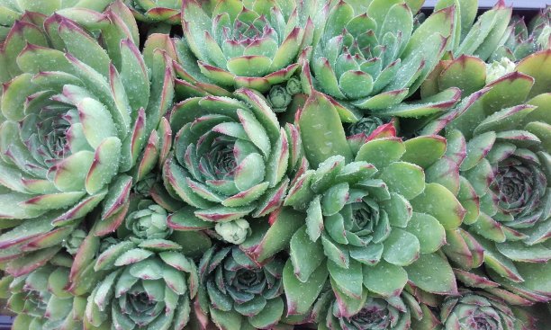 森珀维夫姆 · 特克托姆图片下载