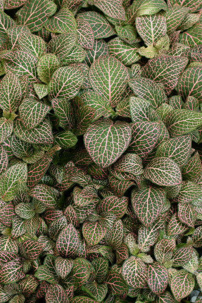 神经植物叶脉为红色图片下载