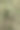 神经植物叶脉为红色图片下载
