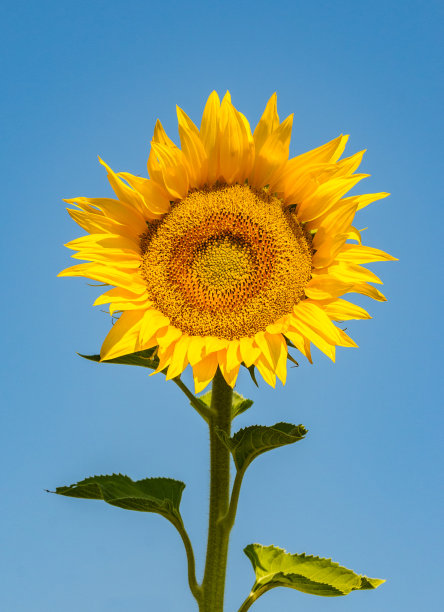 向日葵在蓝色的天空背景图片下载