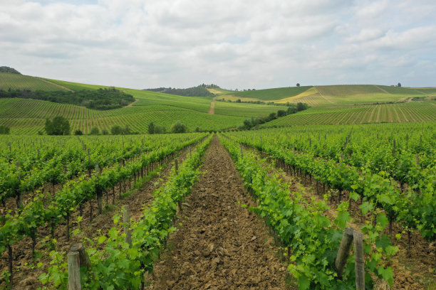 葡萄园和山丘的鸟瞰图图片下载