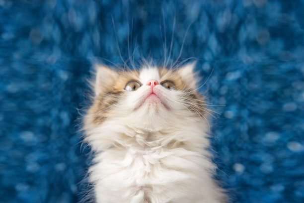 可爱的小猫抬头与惊喜在蓝色的背景图片下载