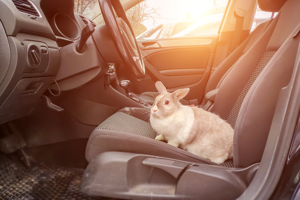白色灰色的兔子在车里。他坐在驾驶座上，望着开着的门外面的街道图片下载