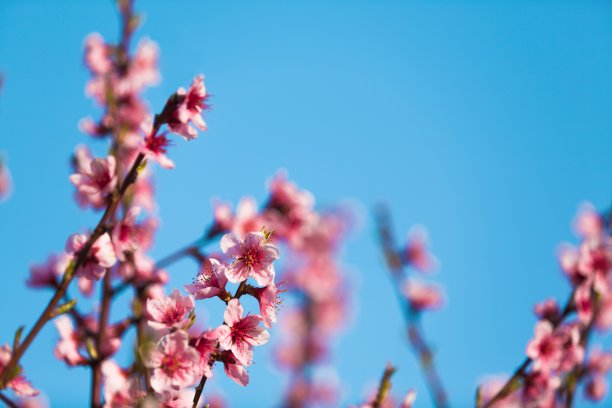 开花。图片下载
