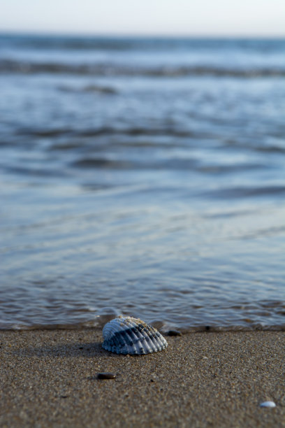 自然背景有海岸线，海贝壳和石头图片下载