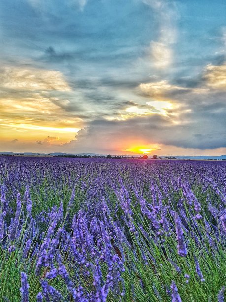 普罗旺斯瓦朗索勒的薰衣草田图片下载