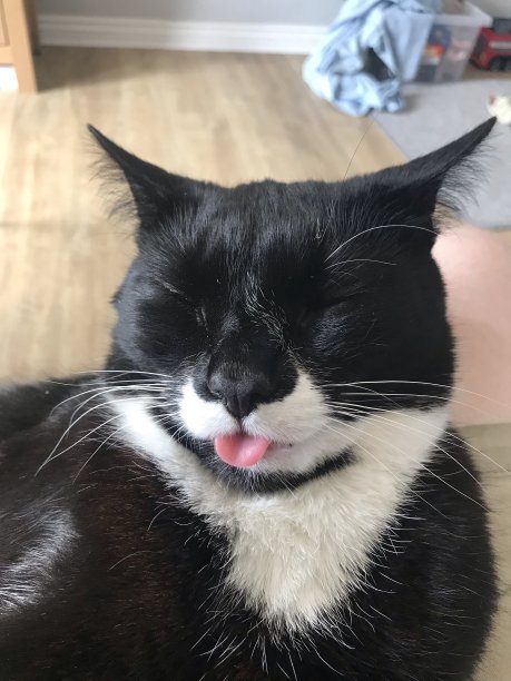 吐舌头的猫图片下载