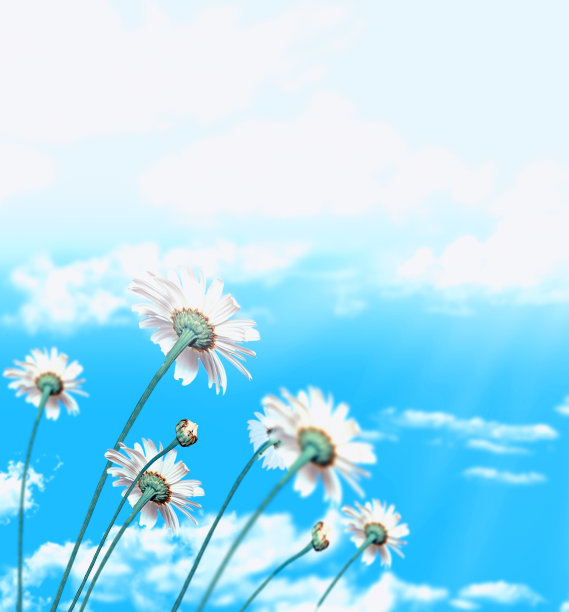 雏菊花图片下载