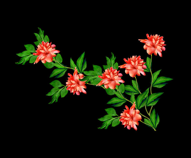 花分枝孤立在黑色背景上图片下载