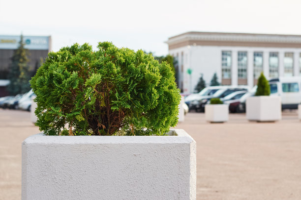 在城市广场种植绿色灌木。城市景观设计图片下载