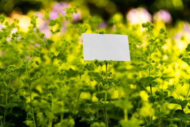 白色空白名片上的鲜花背景。美丽和风景。图片下载