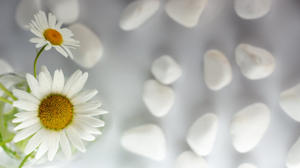 甘菊花覆盖着白色的石头，水疗，放松概念，或甘菊茶。图片下载