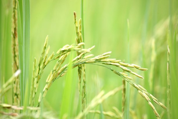 泰国绿色的稻田图片下载