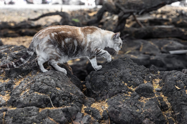 野猫走过冰冻的熔岩。夏威夷大岛。图片下载