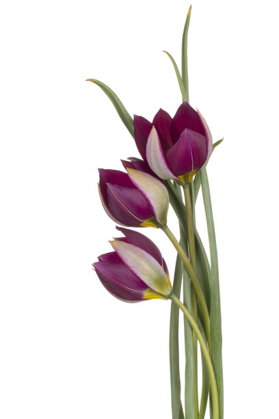 花孤立图片下载