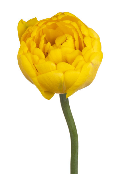 花孤立图片下载