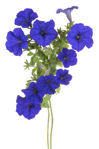 花孤立图片下载